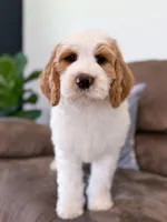 Knox, a male Goldendoodle for sale in Amelia Court House, VA – Photo 1 of 9
