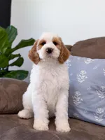 Knox, a male Goldendoodle for sale in Amelia Court House, VA – Photo 3 of 9