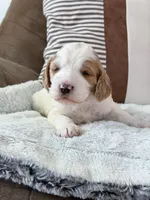 Knox, a male Goldendoodle for sale in Amelia Court House, VA – Photo 1 of 8