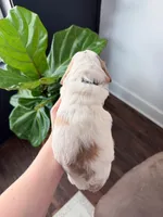 Knox, a male Goldendoodle for sale in Amelia Court House, VA – Photo 3 of 8