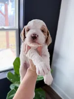 Knox, a male Goldendoodle for sale in Amelia Court House, VA – Photo 2 of 8