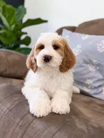 Knox, a male Goldendoodle for sale in Amelia Court House, VA – Photo 6 of 9