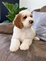 Knox, a male Goldendoodle for sale in Amelia Court House, VA – Photo 4 of 9