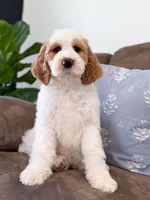 Knox, a male Goldendoodle for sale in Amelia Court House, VA – Photo 7 of 9