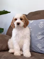 Knox, a male Goldendoodle for sale in Amelia Court House, VA – Photo 2 of 9