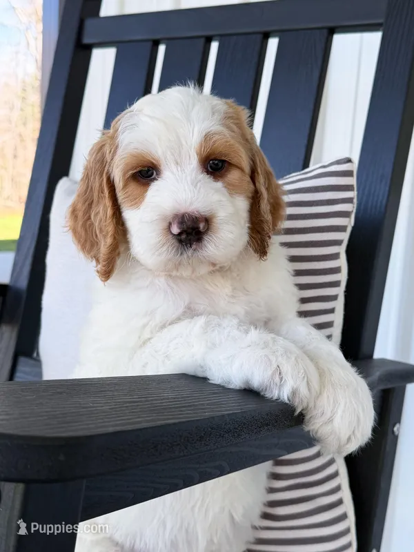 Knox – Goldendoodle puppy for sale in Amelia Court House, VA
