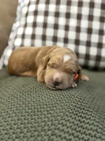 Riley, a male Goldendoodle for sale in Amelia Court House, VA – 4 of 7