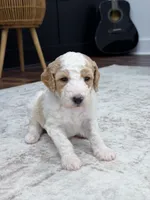 Ranger, a male Goldendoodle for sale in Amelia Court House, VA – 4 of 8