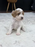 Sage , a female Goldendoodle for sale in Amelia Court House, VA – 3 of 10