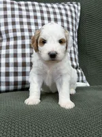 Forest, a male Goldendoodle for sale in Amelia Court House, VA – 6 of 9