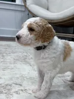 Ranger, a male Goldendoodle for sale in Amelia Court House, VA – 5 of 8