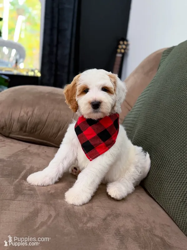 Forest – Goldendoodle puppy for sale in Amelia Court House, VA