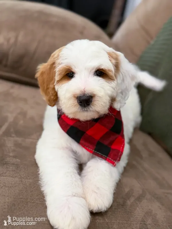 Forest – Goldendoodle puppy for sale in Amelia Court House, VA