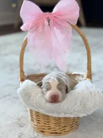 Izzy , a female Labradoodle for sale in Amelia Court House, VA – Photo 3 of 6