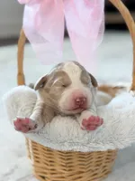 Izzy , a female Labradoodle for sale in Amelia Court House, VA – Photo 2 of 6