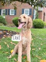 Wren, a female Goldendoodle for sale in Amelia Court House, VA – 7 of 7