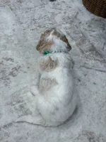 Canyon , a male Goldendoodle for sale in Amelia Court House, VA – 2 of 9