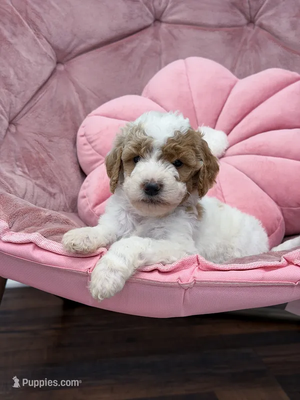 Sage  – Goldendoodle puppy for sale in Amelia Court House, VA