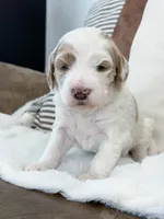 Amelia , a female Goldendoodle for sale in Amelia Court House, VA – Photo 4 of 9