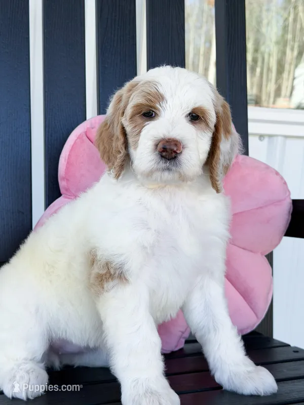 Amelia  – Goldendoodle puppy for sale in Amelia Court House, VA