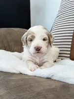 Amelia , a female Goldendoodle for sale in Amelia Court House, VA – Photo 1 of 9