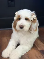 Amelia , a female Goldendoodle for sale in Amelia Court House, VA – Photo 4 of 7