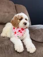 Amelia , a female Goldendoodle for sale in Amelia Court House, VA – Photo 4 of 7