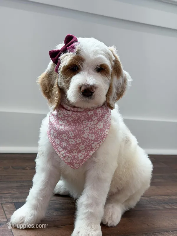 Amelia  – Goldendoodle puppy for sale in Amelia Court House, VA