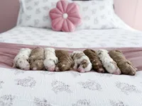 Amelia , a female Goldendoodle for sale in Amelia Court House, VA – Photo 9 of 9