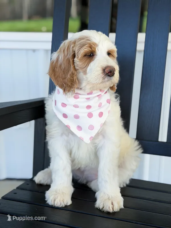 Amelia  – Goldendoodle puppy for sale in Amelia Court House, VA