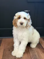 Amelia , a female Goldendoodle for sale in Amelia Court House, VA – Photo 3 of 7