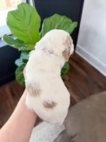 Amelia , a female Goldendoodle for sale in Amelia Court House, VA – Photo 2 of 9