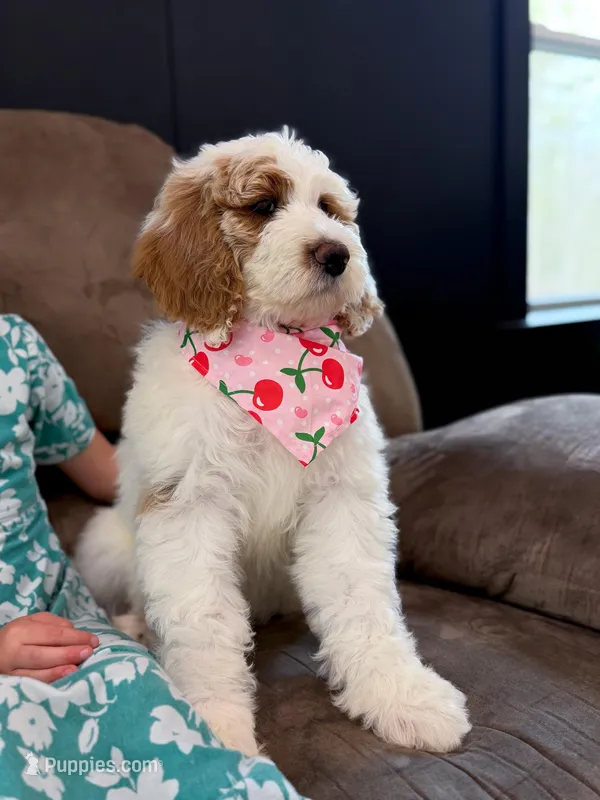 Amelia  – Goldendoodle puppy for sale in Amelia Court House, VA