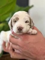 Amelia , a female Goldendoodle for sale in Amelia Court House, VA – Photo 3 of 9