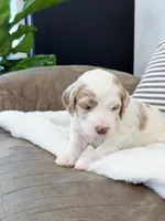 Amelia , a female Goldendoodle for sale in Amelia Court House, VA – Photo 5 of 9