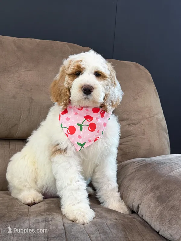 Amelia  – Goldendoodle puppy for sale in Amelia Court House, VA