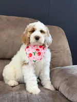Amelia , a female Goldendoodle for sale in Amelia Court House, VA – Photo 1 of 7