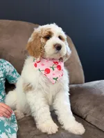 Amelia , a female Goldendoodle for sale in Amelia Court House, VA – Photo 3 of 7