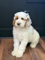 Amelia , a female Goldendoodle for sale in Amelia Court House, VA – Photo 5 of 7