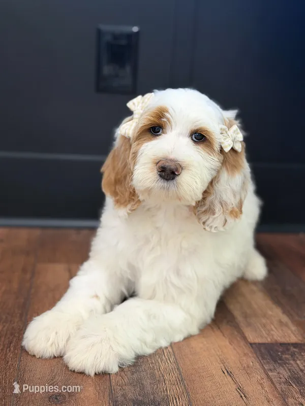 Amelia  – Goldendoodle puppy for sale in Amelia Court House, VA