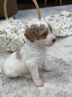 Sage , a female Goldendoodle for sale in Amelia Court House, VA – 8 of 10