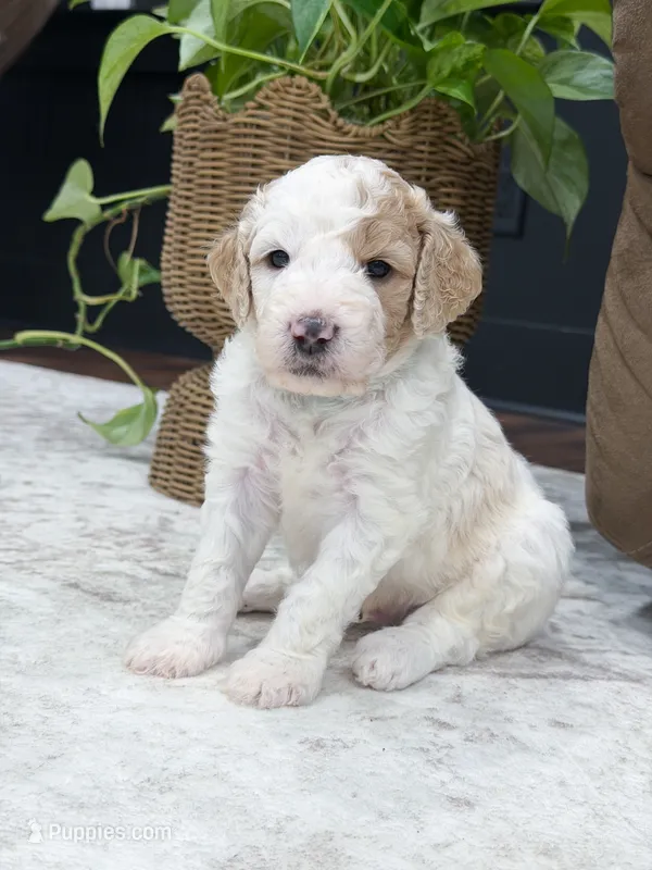 Canyon  – Goldendoodle puppy for sale in Amelia Court House, VA