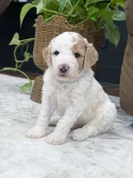 Canyon , a male Goldendoodle for sale in Amelia Court House, VA – 1 of 9