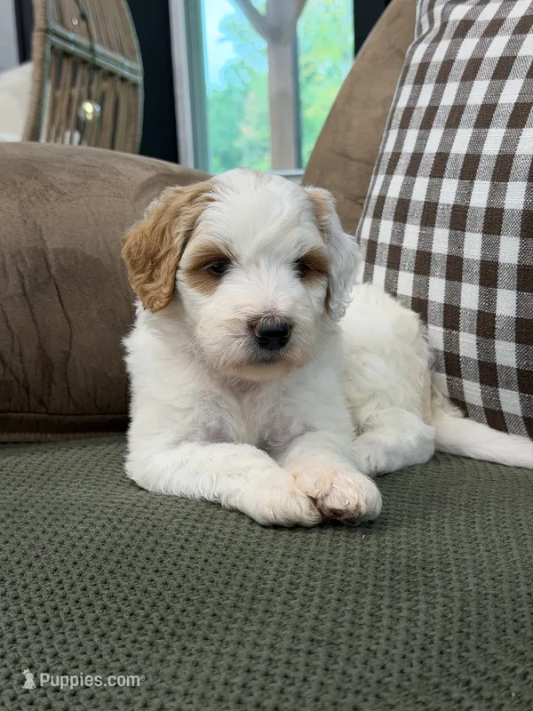Forest – Goldendoodle puppy for sale in Amelia Court House, VA