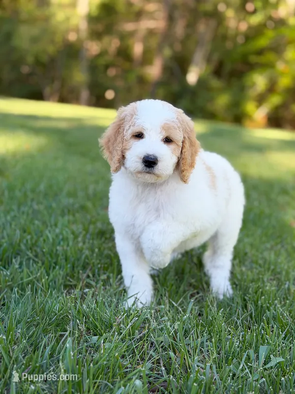 Ranger – Goldendoodle puppy for sale in Amelia Court House, VA