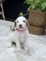Skye, a female Goldendoodle for sale in Amelia Court House, VA – 2 of 10