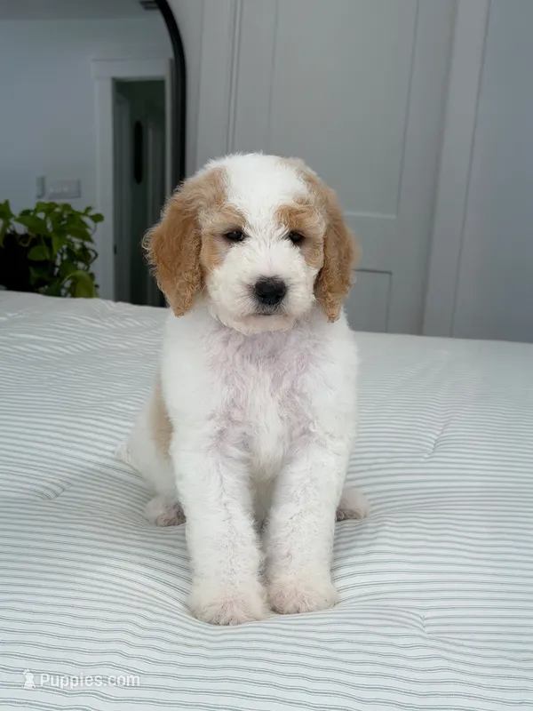 Ranger – Goldendoodle puppy for sale in Amelia Court House, VA