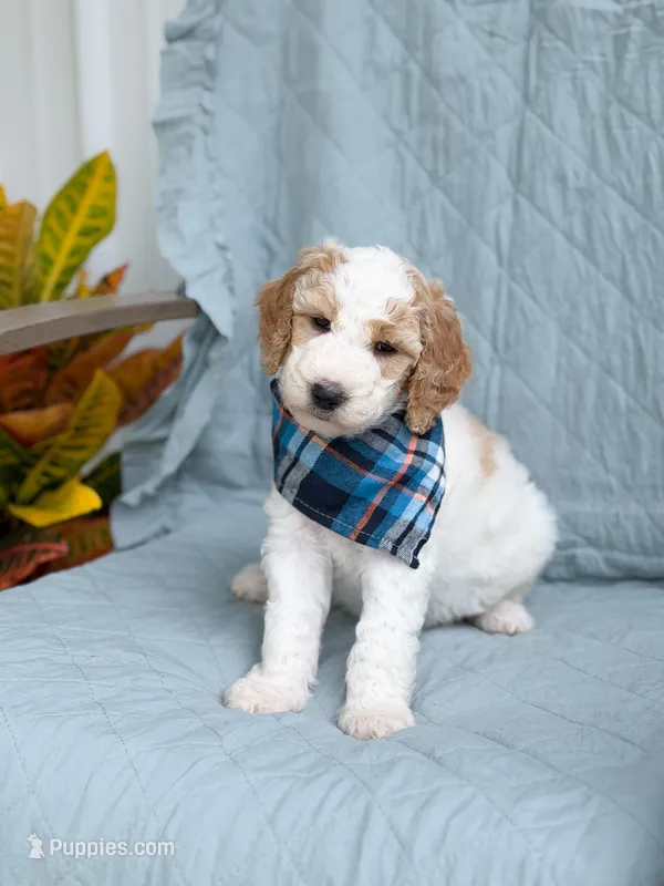 Ranger – Goldendoodle puppy for sale in Amelia Court House, VA