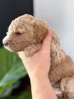 Dixie, a female Goldendoodle for sale in Amelia Court House, VA – Photo 4 of 9