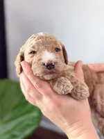 Dixie, a female Goldendoodle for sale in Amelia Court House, VA – Photo 3 of 9